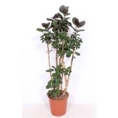 Полисциас Фабиан d30 см h150 см