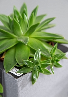 Эхеверия зеленая 10/15 см в OJO