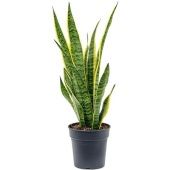 Сансевиерия Лауренти d19 см h65 см