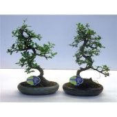Бонсай кармона микрофилла d24 см h35 см тип 2