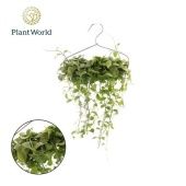 Дисхидия Джери h30 см Дисхидия Джери h30 см