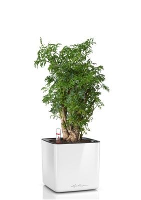 Полисциас в CUBE GLOSSY 14, белый блестящий