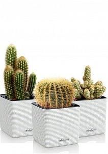Набор "Кактусы" в CUBE COLOR 14