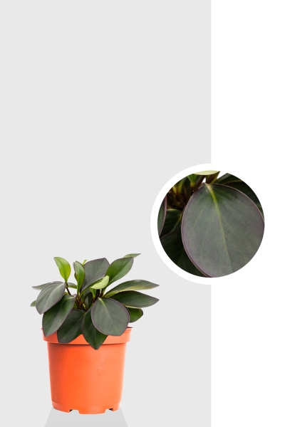 Пеперомия d14 см h25 см