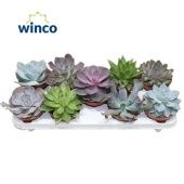 Эхеверия микс d12 см h20 см тип 2