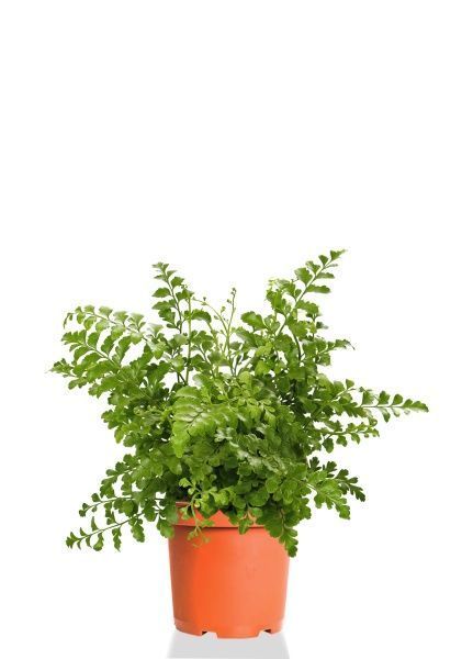 Папоротник Парвати 12/25 см