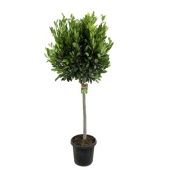 Лавр Нобилис d40 см h190 см