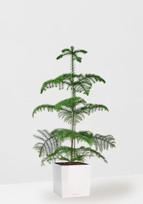 Араукария гетерофилла 24/110 в CUBE 30, белый блестящий 