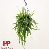 Эпифиллум d15 см h40 см