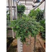 Эсхинантус Каролина d27 см h30 см