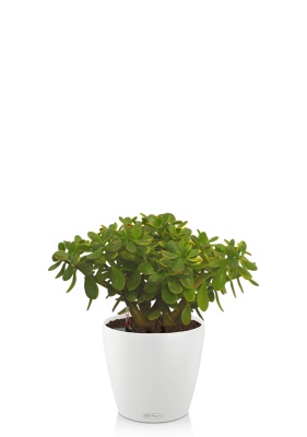 Крассула Овата Сансет 29/45 см в CLASSICO COLOR 35, белый Крассула Овата Сансет 29/45 см в CLASSICO COLOR 35, белый