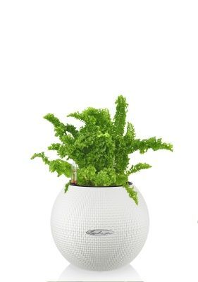 Папоротник Нефролепис Возвышенный в PURO 20, белый Папоротник Нефролепис Возвышенный в PURO 20, белый