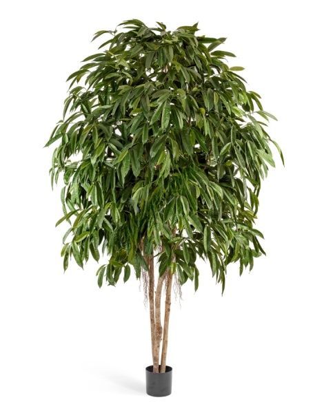 Лонгифолия широколистная многоствольная 270 см