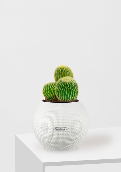 Кактус Пародия Ленингхауза 12/20 см в PURO 20