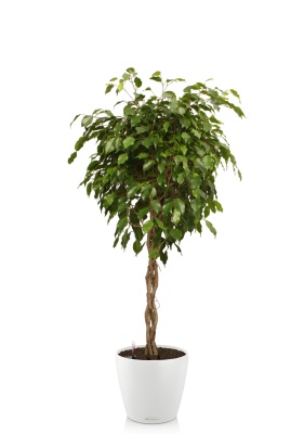 Фикус Экзотика переплетенный 30/150 см в CLASSICO COLOR 43 Фикус Экзотика переплетенный 30/150 см в CLASSICO COLOR 43