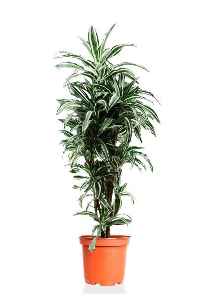 Драцена Варнески бранч 27/130 см