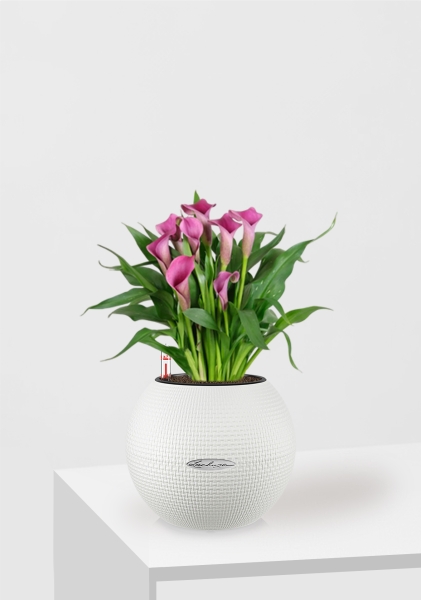 Калла микс 12/35 см в PURO 20