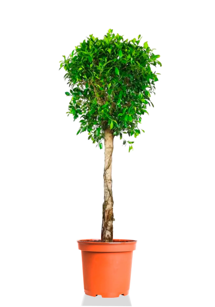 Фикус Нитида на стволе 30/130 см