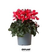 Цикламен Djix Red d12 см h27.5 см Цикламен Djix Red d12 см h27.5 см