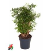 Полисциас Ming Branched d21 см h90 см Полисциас Ming Branched d21 см h90 см