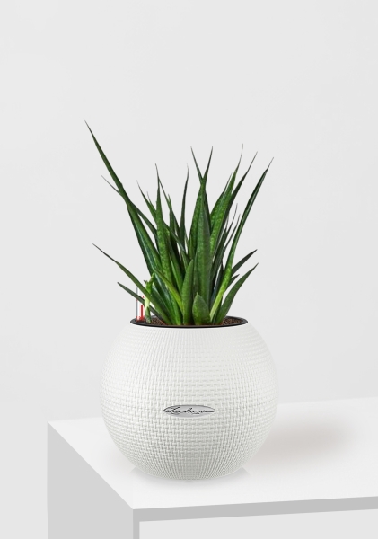 Сансевиерия Кирки 12/37 см в PURO 20