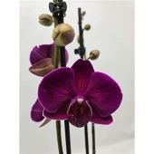 Фаленопсис 2 ствола Special 14+ (phalaenova) d12 см h55 см