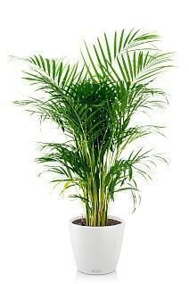 Хризалидокарпус CLASSICO 35/150 см, белый Хризалидокарпус CLASSICO 35/150 см, белый