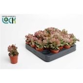 Крассула денежное дерево Мани Мейкер вариегатная d5.5 см h10 см