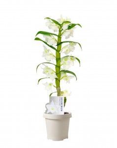 Орхидея Дендробиум белая 1 стволе 12/45 см