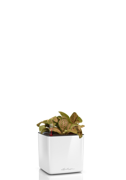 Фиттония микс 10/15 см в CUBE GLOSSY 14