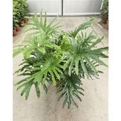 Филодендрон Селлоу d30 см h100 см