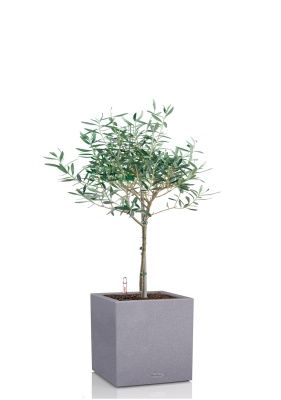 Олива 19/90 в CANTO STONE LOW 30, серый камень Олива 19/90 в CANTO STONE LOW 30, серый камень