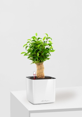 Фикус Бенджамина Наташа в джуте 12/30 см в CUBE GLOSSY 14