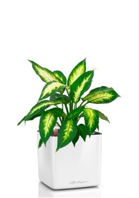 Диффенбахия Камилла 12/40 см в CUBE GLOSSY 16, белый блестящий