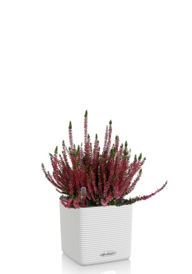 Вереск (Эрика) бордовый в CUBE COLOR 14