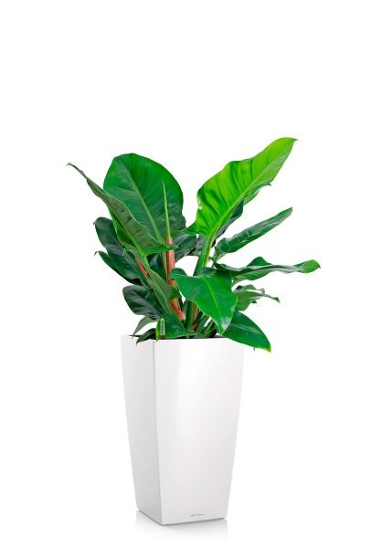 Филодендрон Империал Грин 24/70 см в CUBICO 30