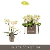 Фаленопсис 3 ствола Optifriend Sara d7 см h25 см