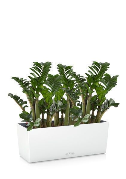 Замиокулькас Зензи в BALCONERA COLOR 50