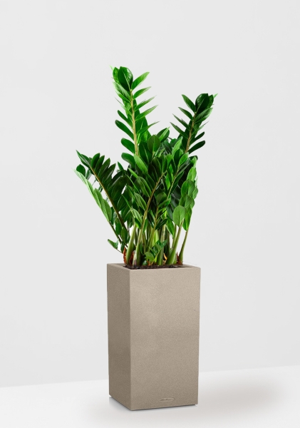 Замиокулькас 21/80 см в CANTO STONE HIGH 30 Замиокулькас 21/80 см в CANTO STONE HIGH 30