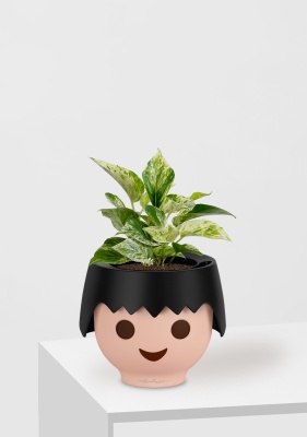 Сциндапсус Марбл Квин 12/20 см в OJO, черный Сциндапсус Марбл Квин 12/20 см в OJO, черный