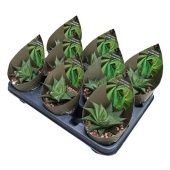 Хавортия лимифолия d10.5 см h12.5 см тип 2