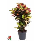 Кротон Кодиеум Миссис Айстон бранч d27 см h110 см