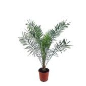 Финик канарский d35 см h170 см