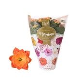 Каланхоэ Rosalina Don Pedro Orange d12 см h27.5 см Каланхоэ Rosalina Don Pedro Orange d12 см h27.5 см