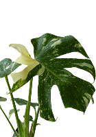 Монстера Делициоза вариегатная 15/45 см тип 1 в CLASSICO COLOR 21