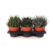 Хавортия микс d12 см h20 см (Голландия) Хавортия микс d12 см h20 см (Голландия)