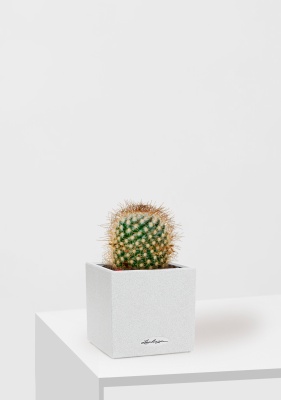 Кактус Маммиллярия Альбиланата 12/20 см в CANTO STONE 14, песочный белый