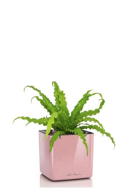 Асплениум Антикум Осака в CUBE GLOSSY KISS 14