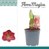 Гиппеаструм Sweet Pink 1 ствол d12 см h20 см тип 1