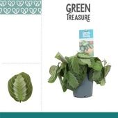 Маранта Сильвер Бенд d12 см h20 см